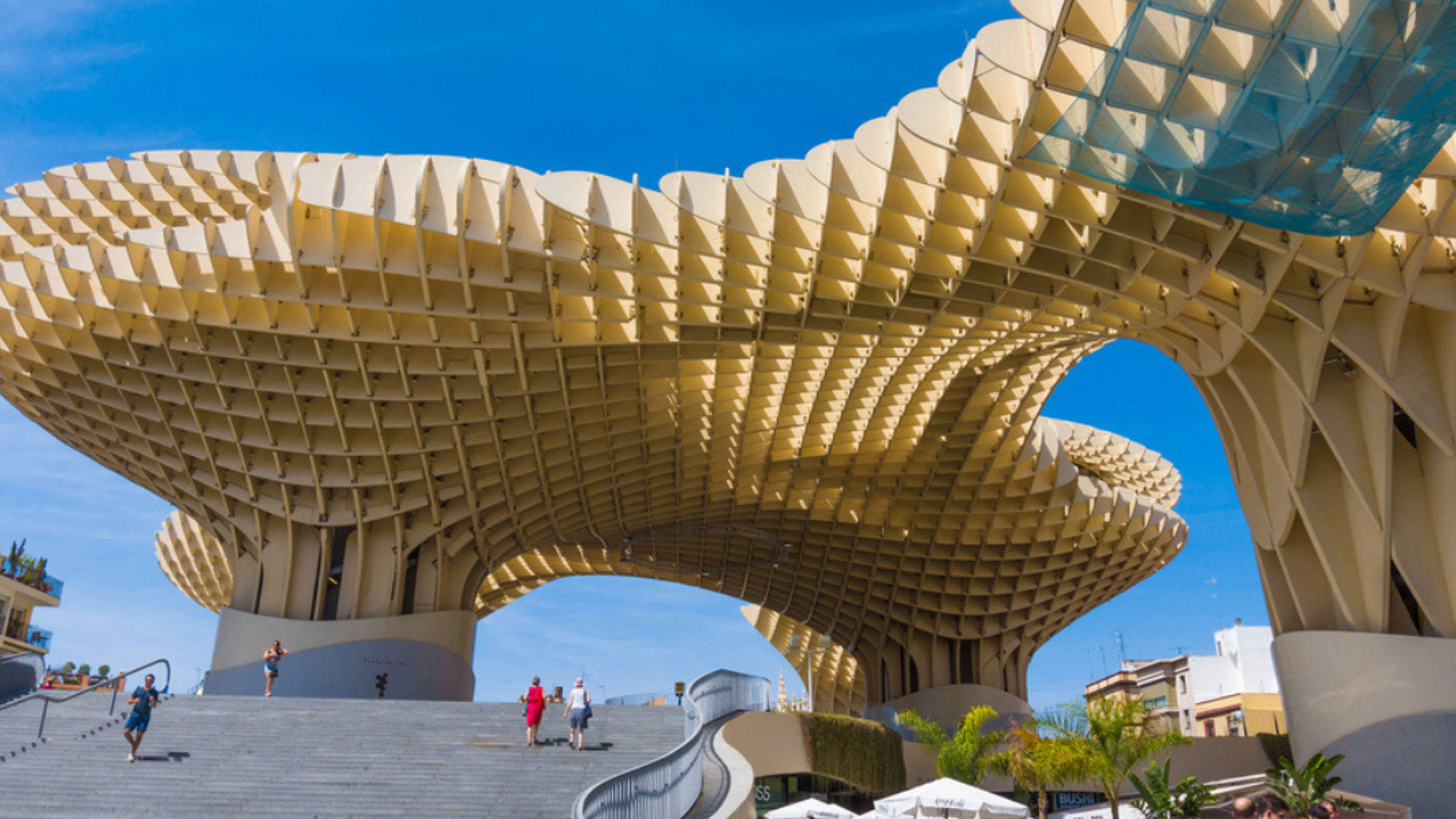 La surprenante structure de champignons de Setas