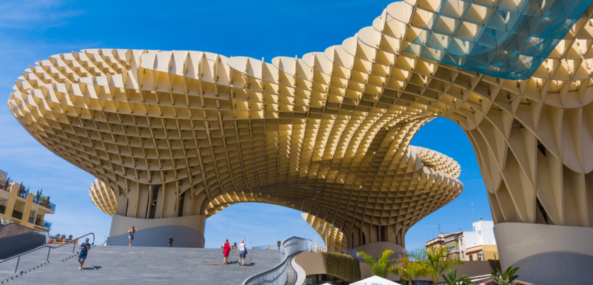 La surprenante structure de champignons de Setas