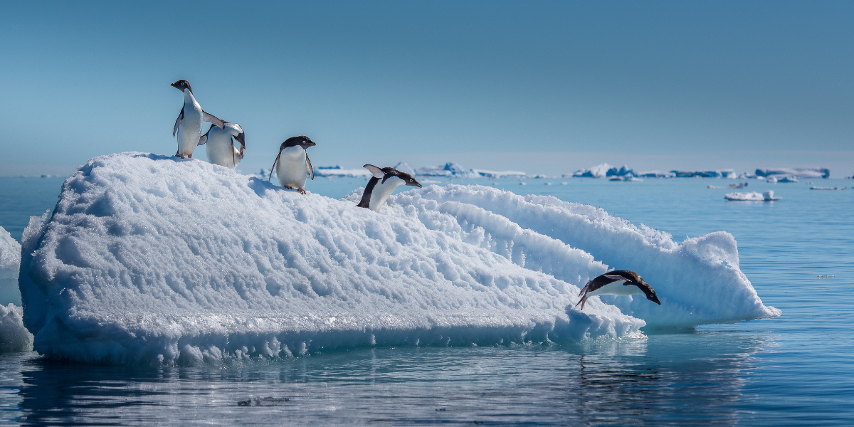 Observez les célèbres manchots... 