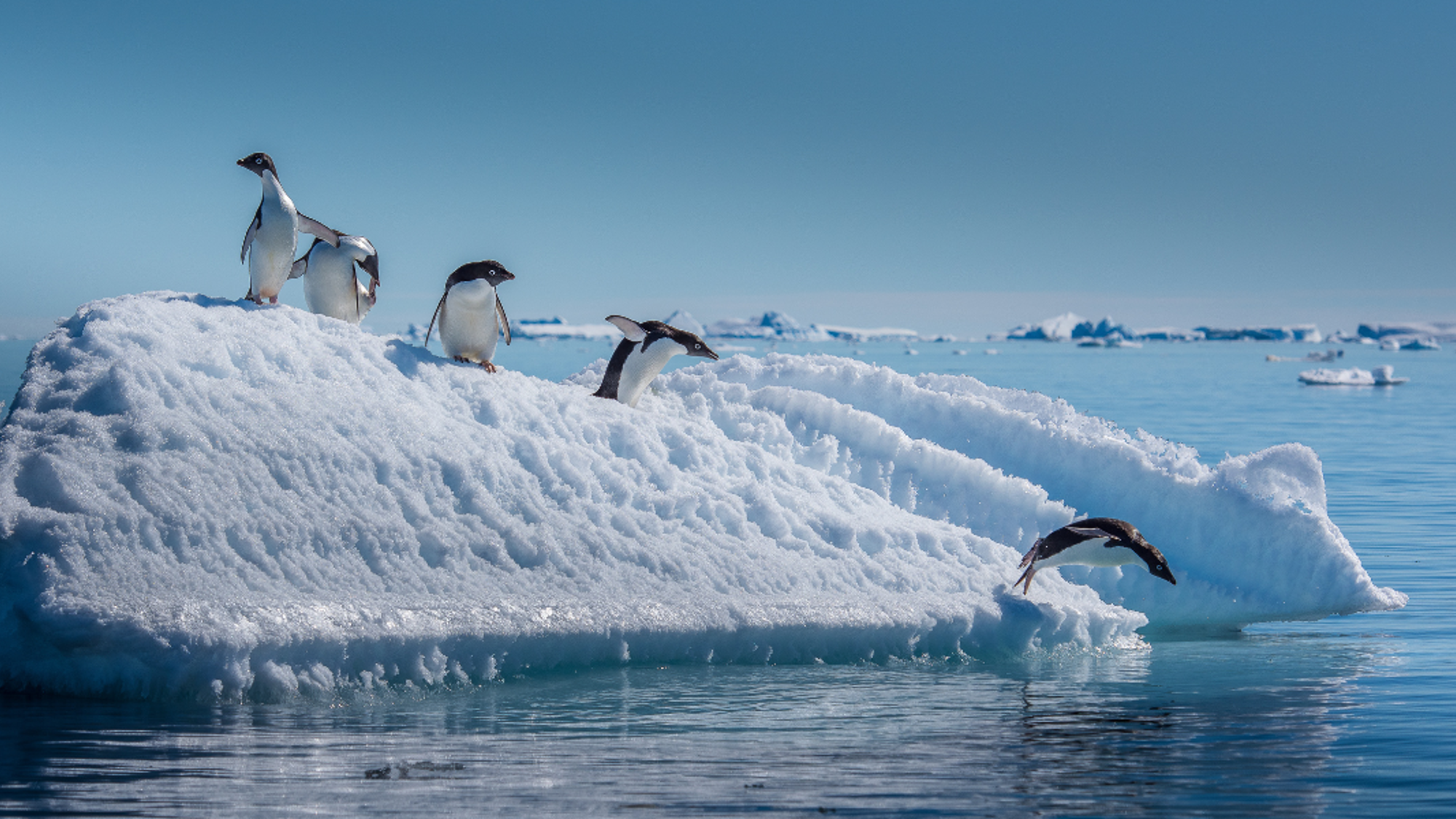 Observez les célèbres manchots...