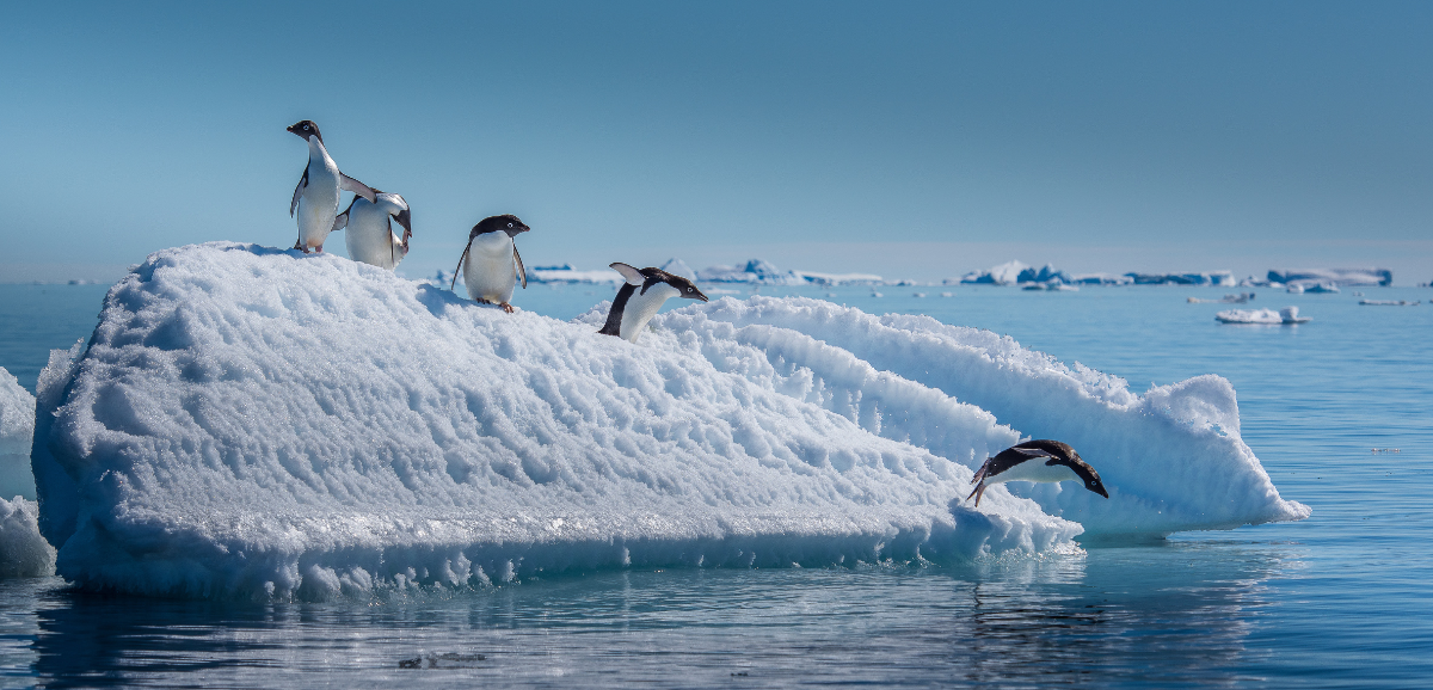 Observez les célèbres manchots...