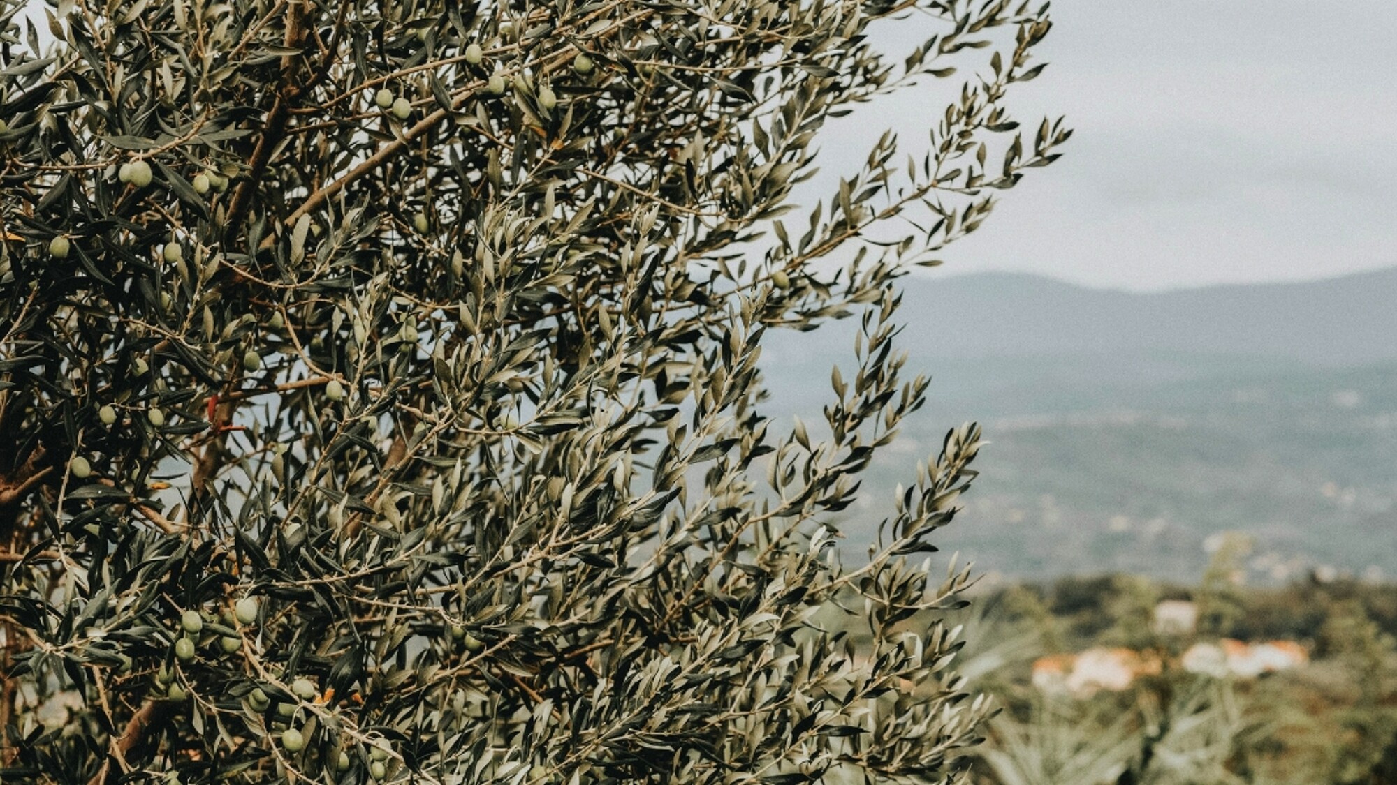 Provence, France ©Curated Lifestyle / Unsplash