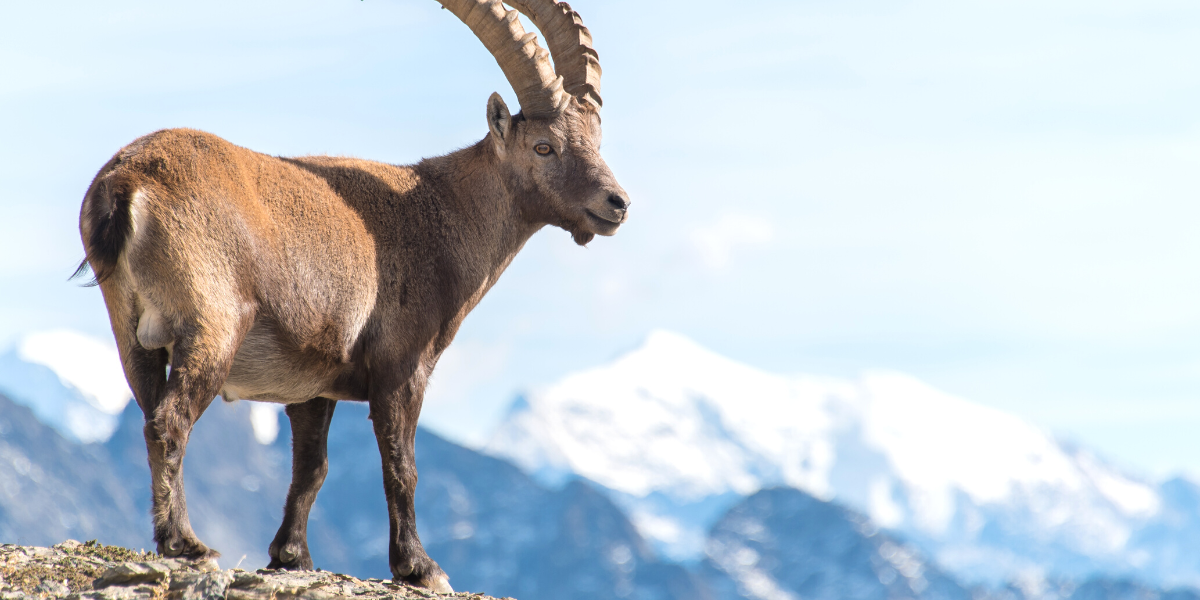 A la rencontre de vos nouveaux amis ! 
