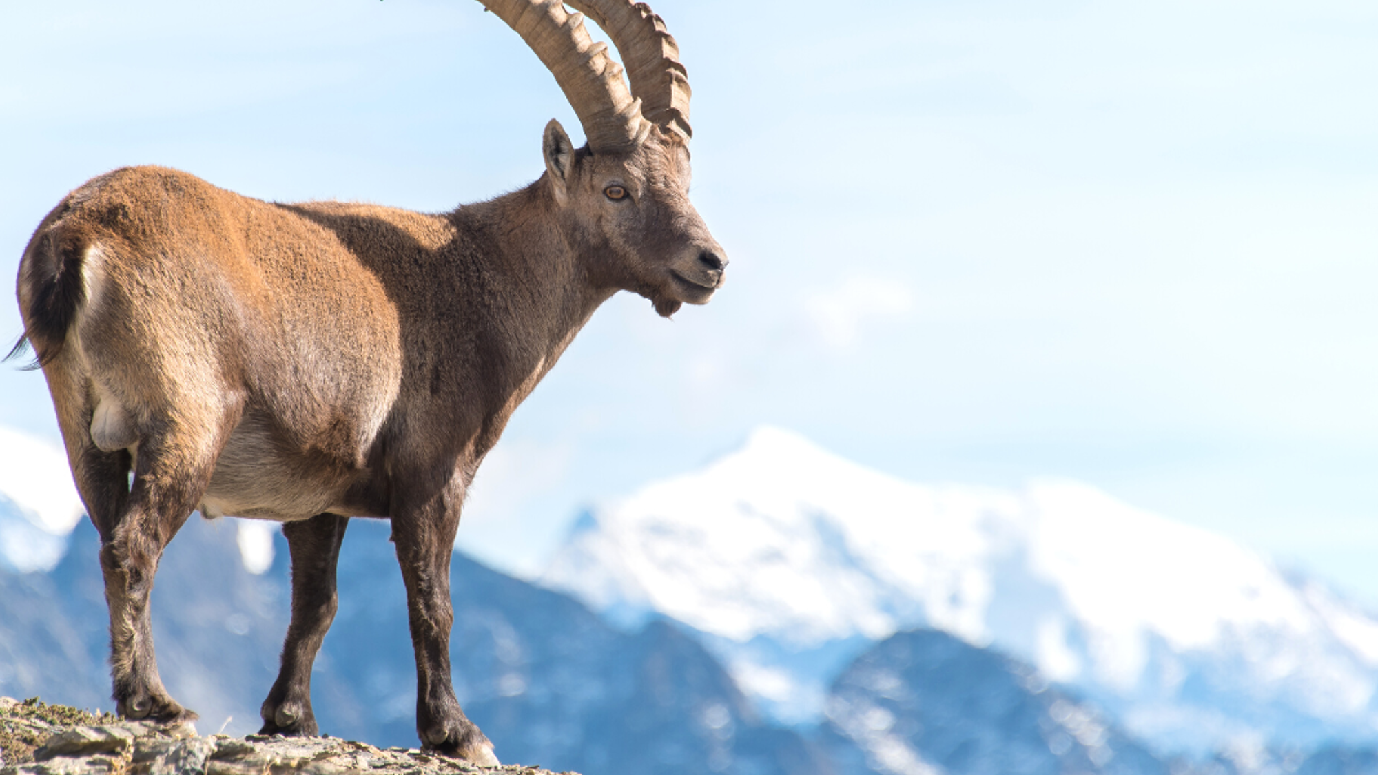 A la rencontre de vos nouveaux amis !