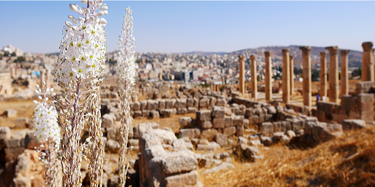 Jerash 