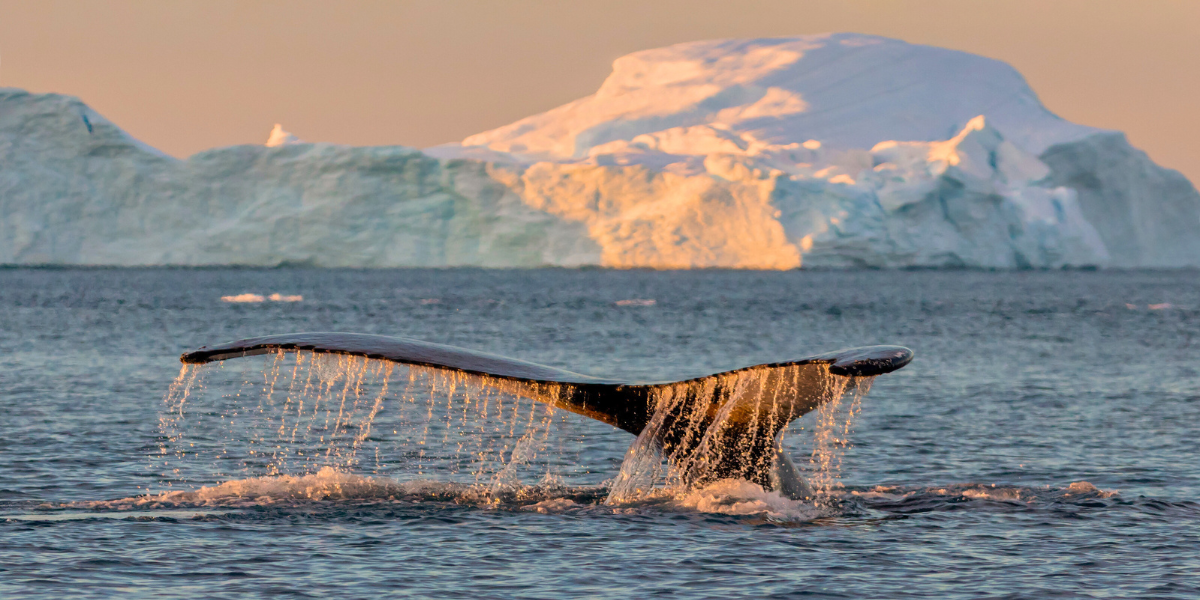 Observez la faune, comme les baleines 