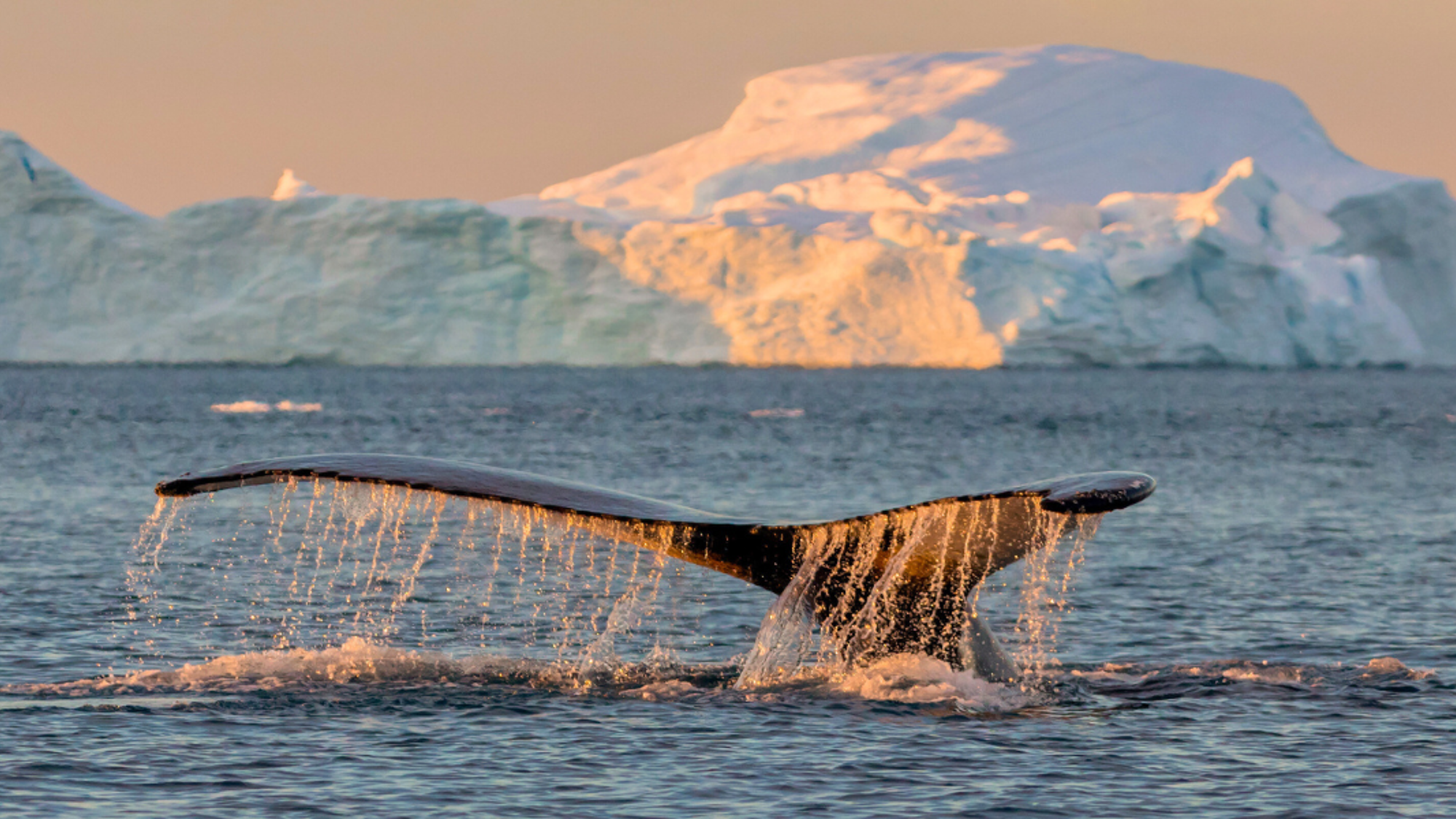 Observez la faune, comme les baleines