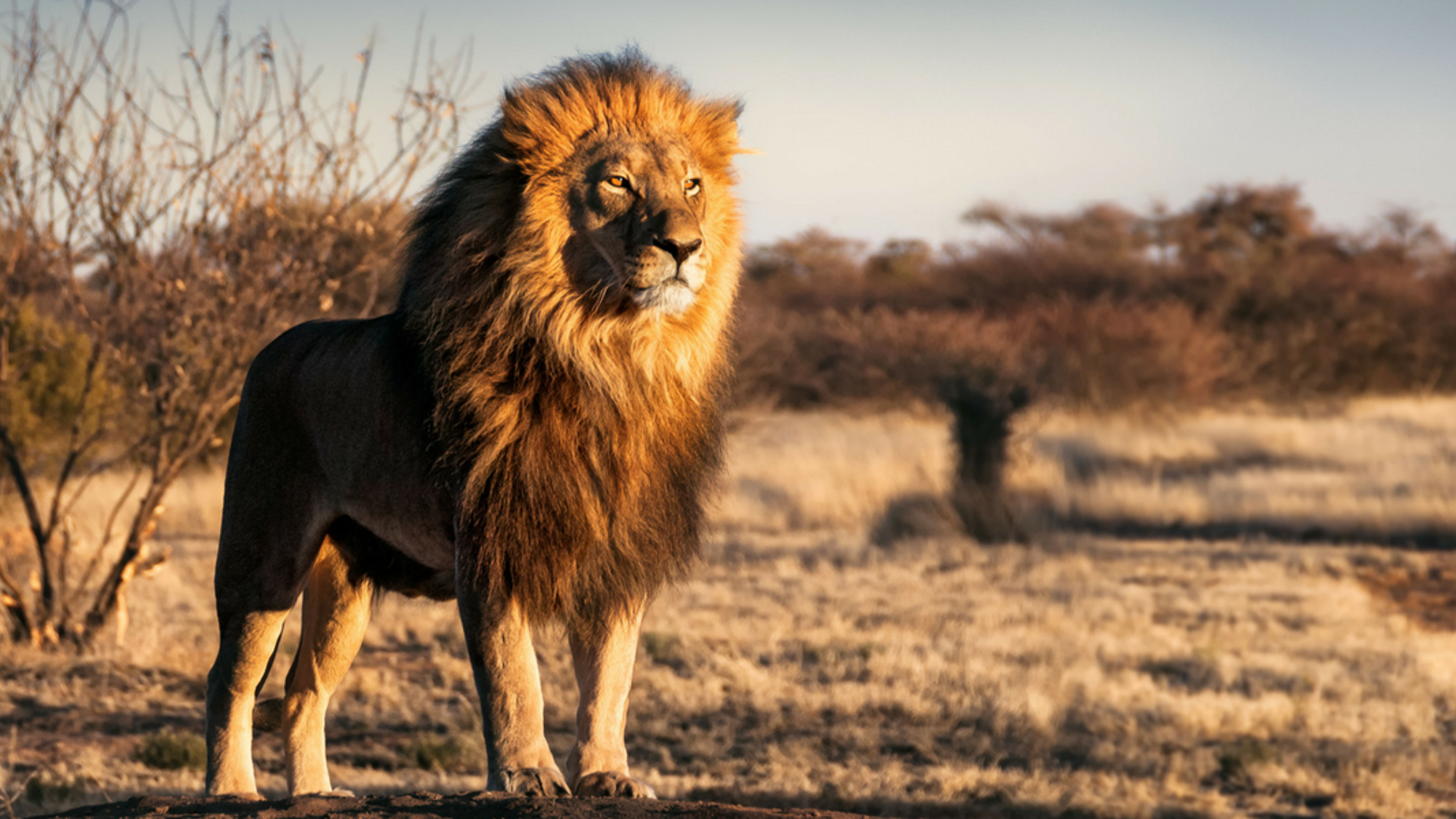 Et Monsieur le Lion !
