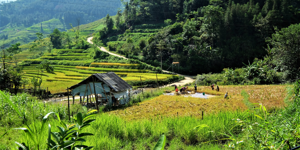 Le charme de la campagne vietnamienne