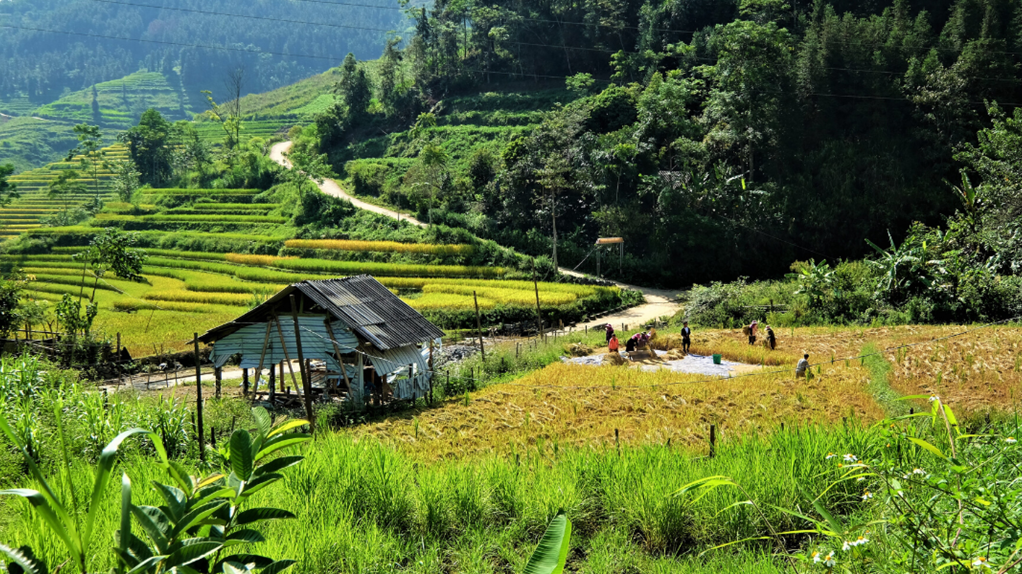 Le charme de la campagne vietnamienne