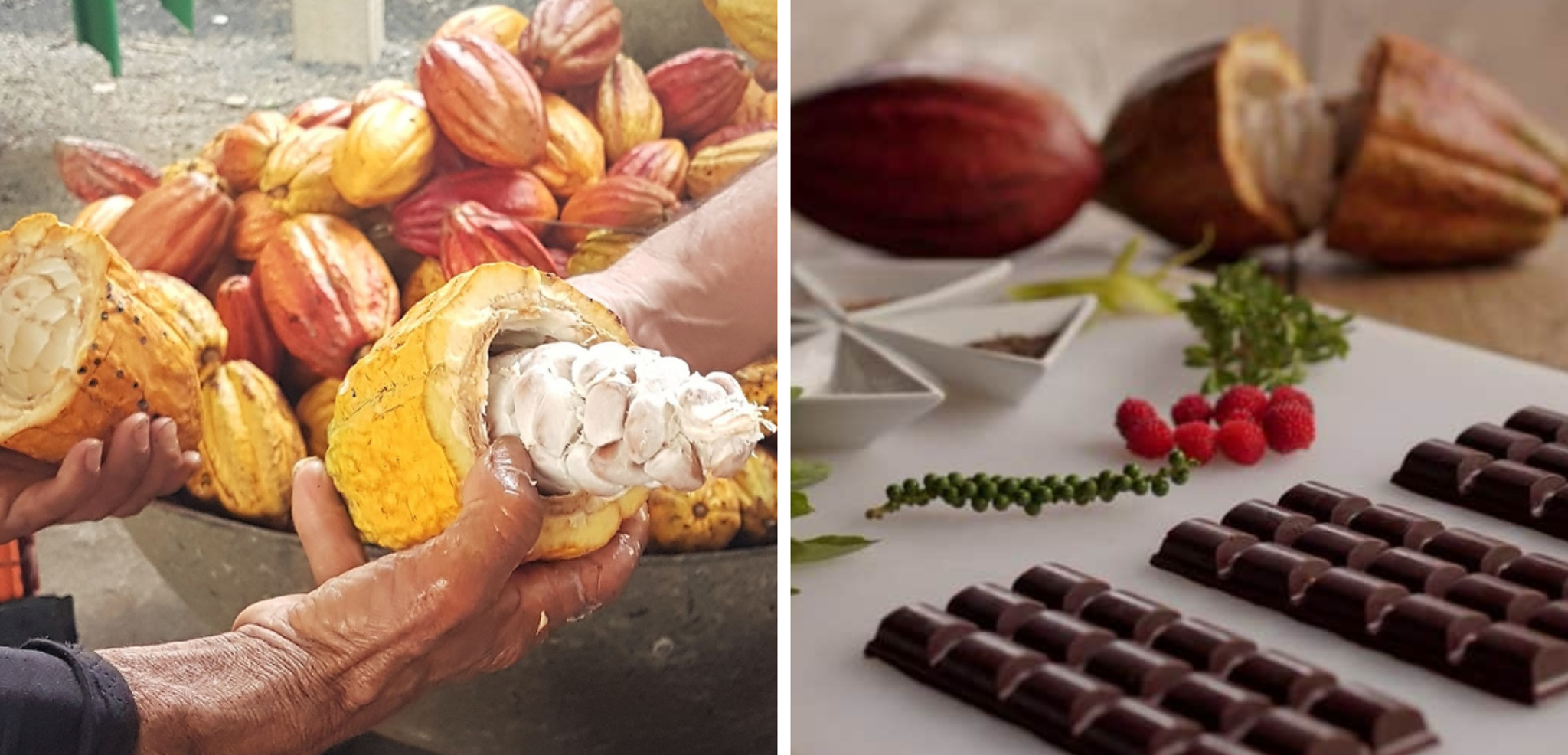 A la découverte du chocolat, de la fève à la dégustation