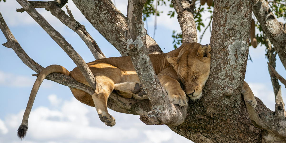 A la recherche des lions perchés sur les branches des arbres - jours 2 à 6 
