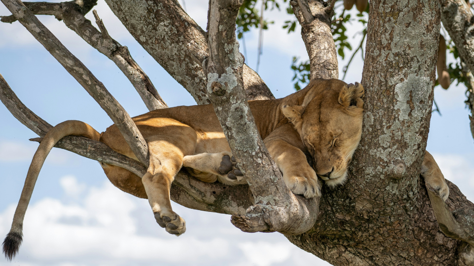 A la recherche des lions perchés sur les branches des arbres - jours 2 à 6