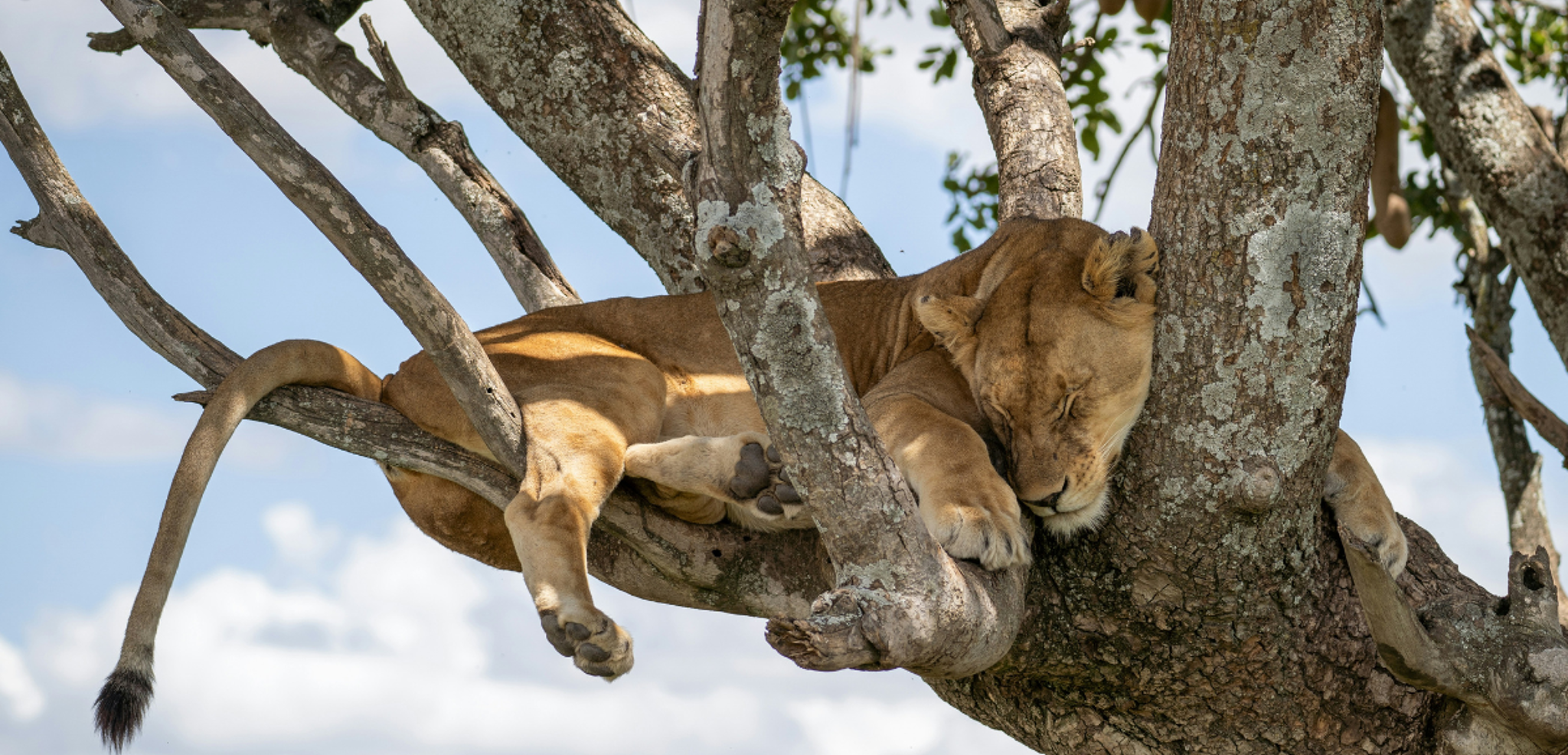 A la recherche des lions perchés sur les branches des arbres - jours 2 à 6
