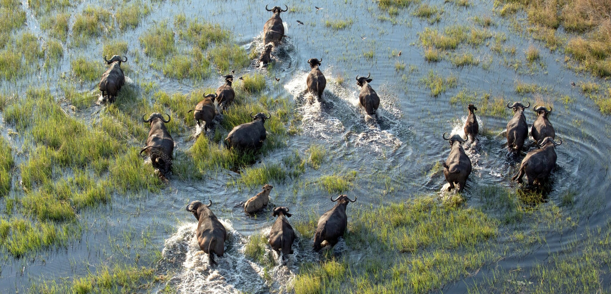 Delta de l'Okavango, Botswana