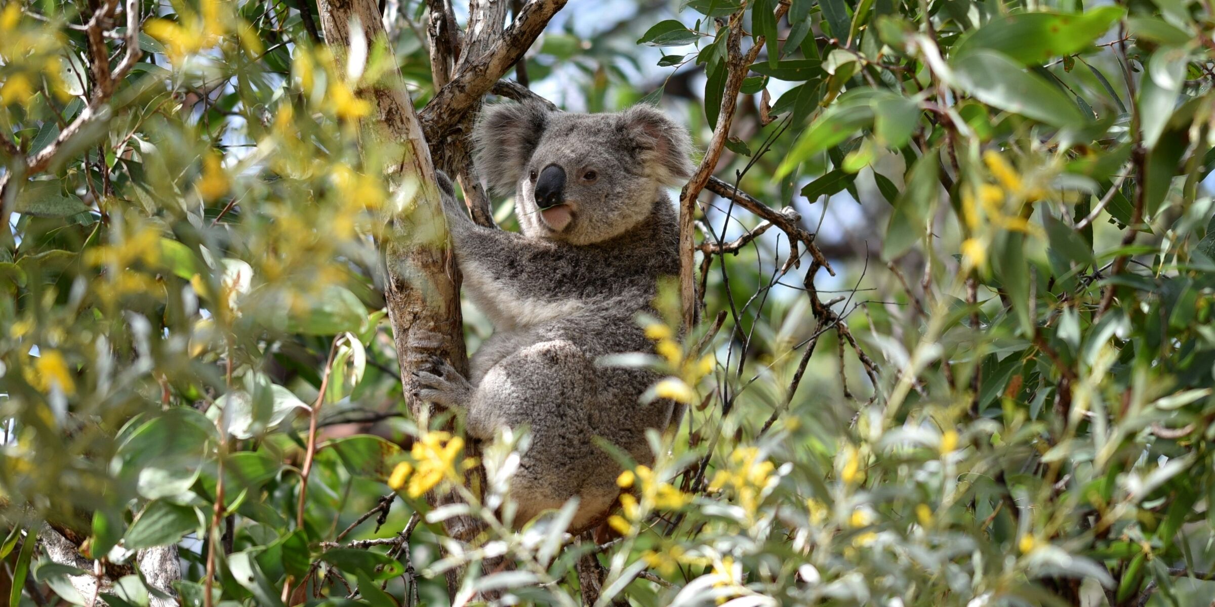 Koala, Australie