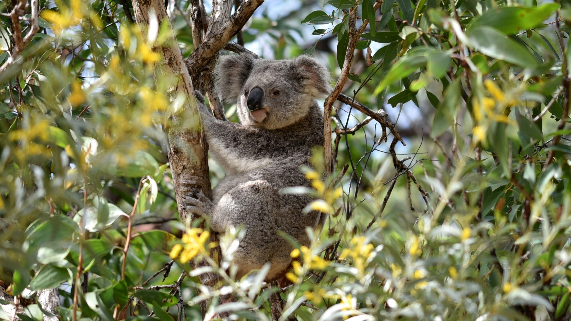 Koala, Australie