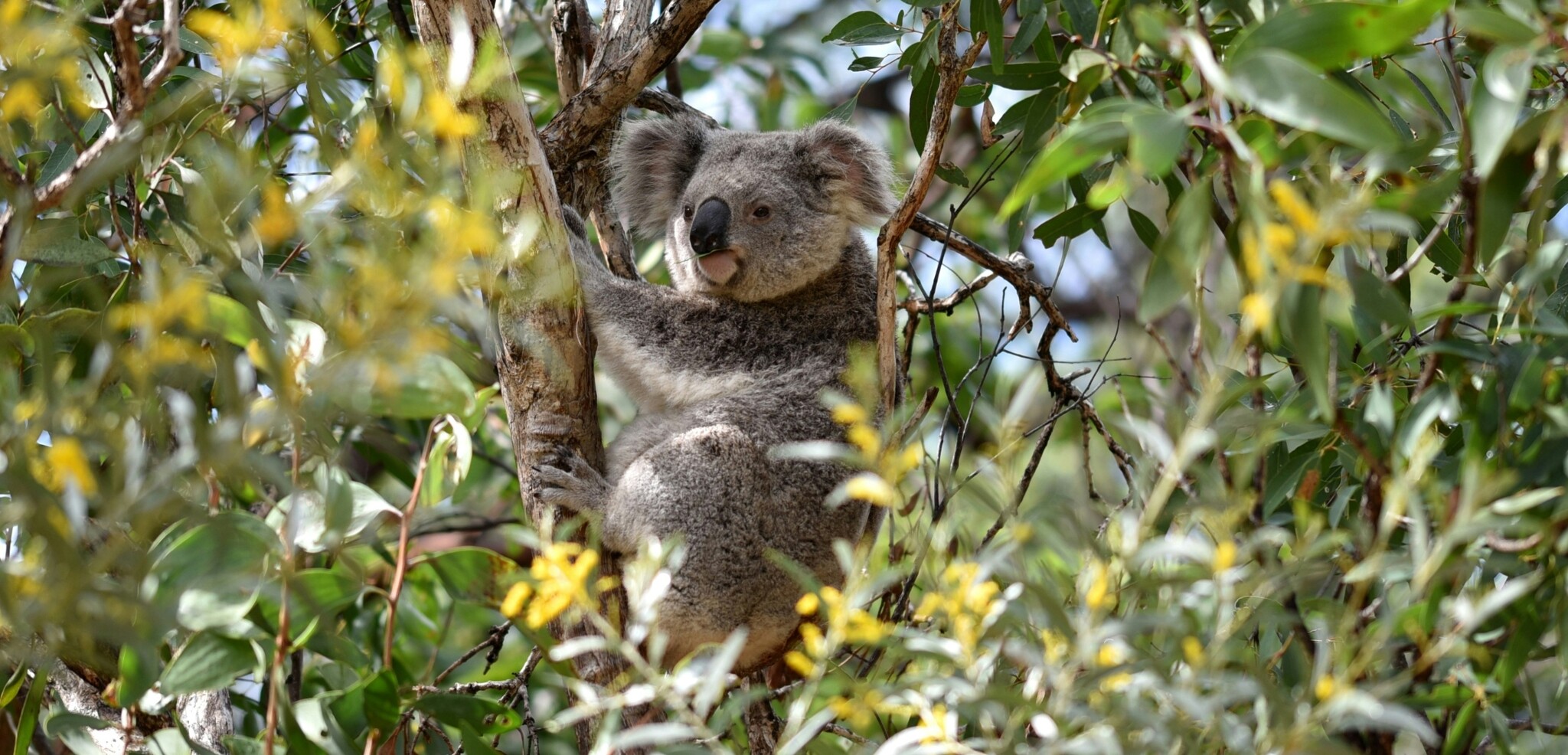 Koala, Australie