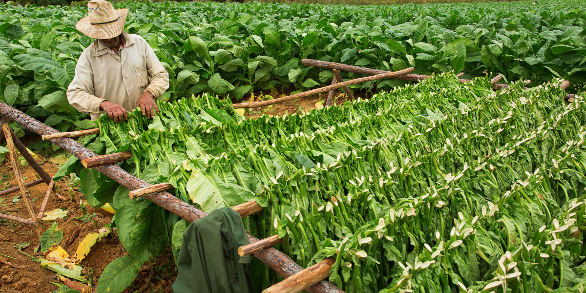 Et découvrez les champs de tabacs
