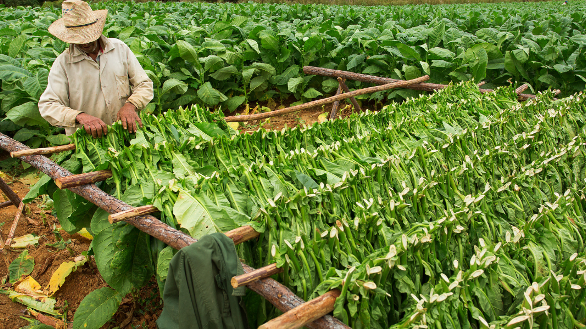 Et découvrez les champs de tabacs