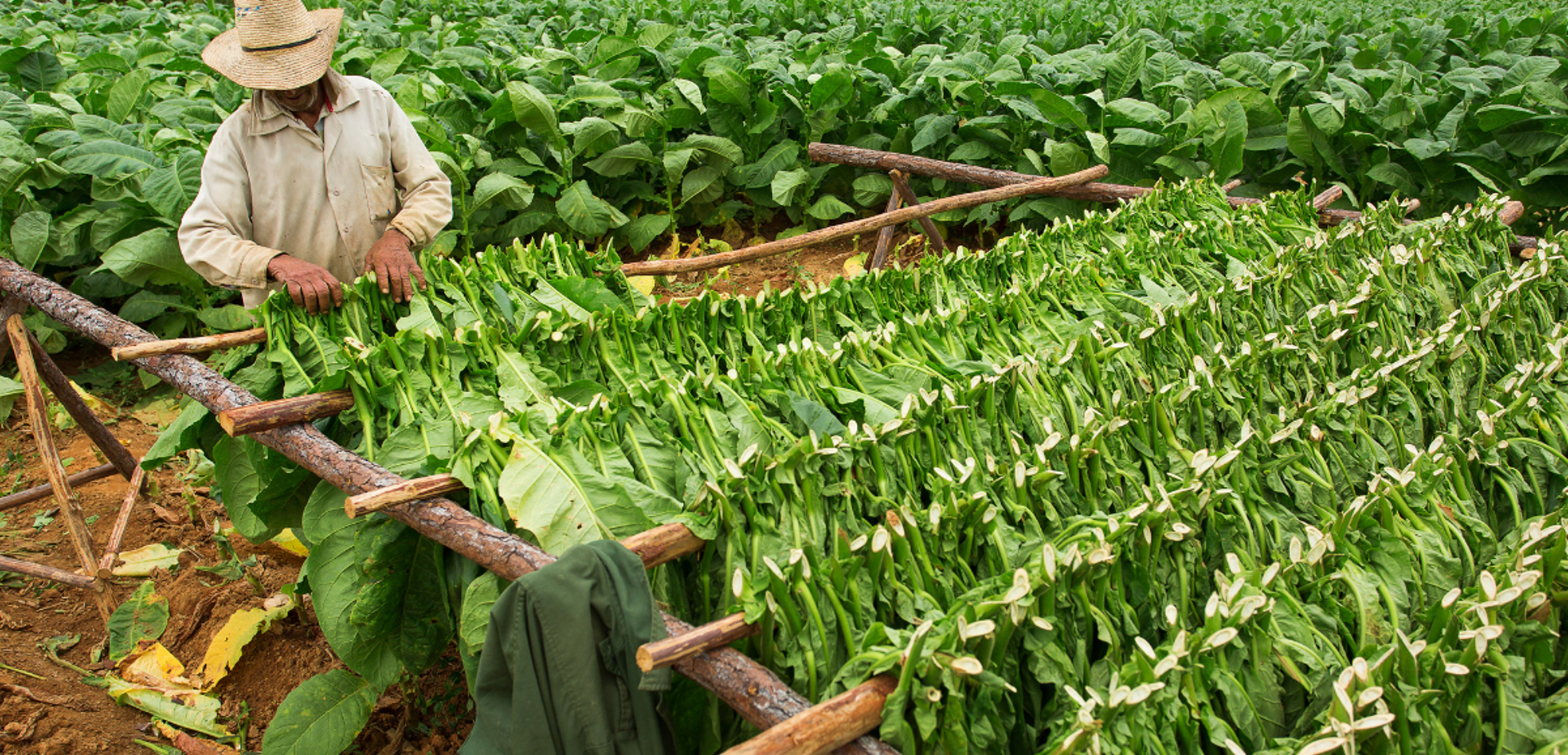 Et dans les champs de tabacs