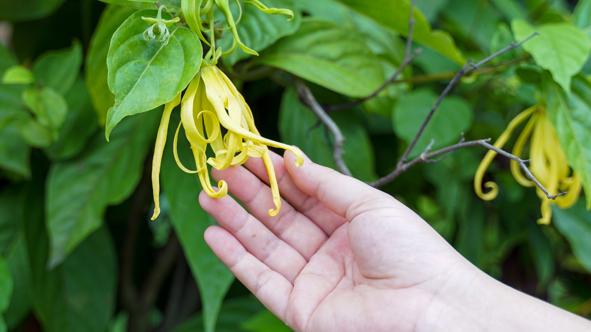 Ylang-ylang