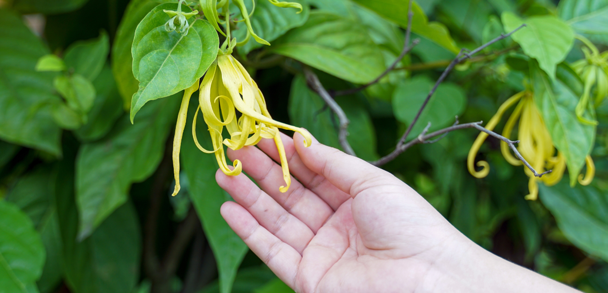 Ylang-ylang