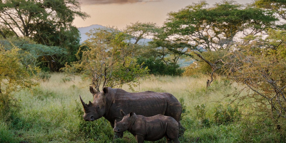 Parc National Kruger, en safari
