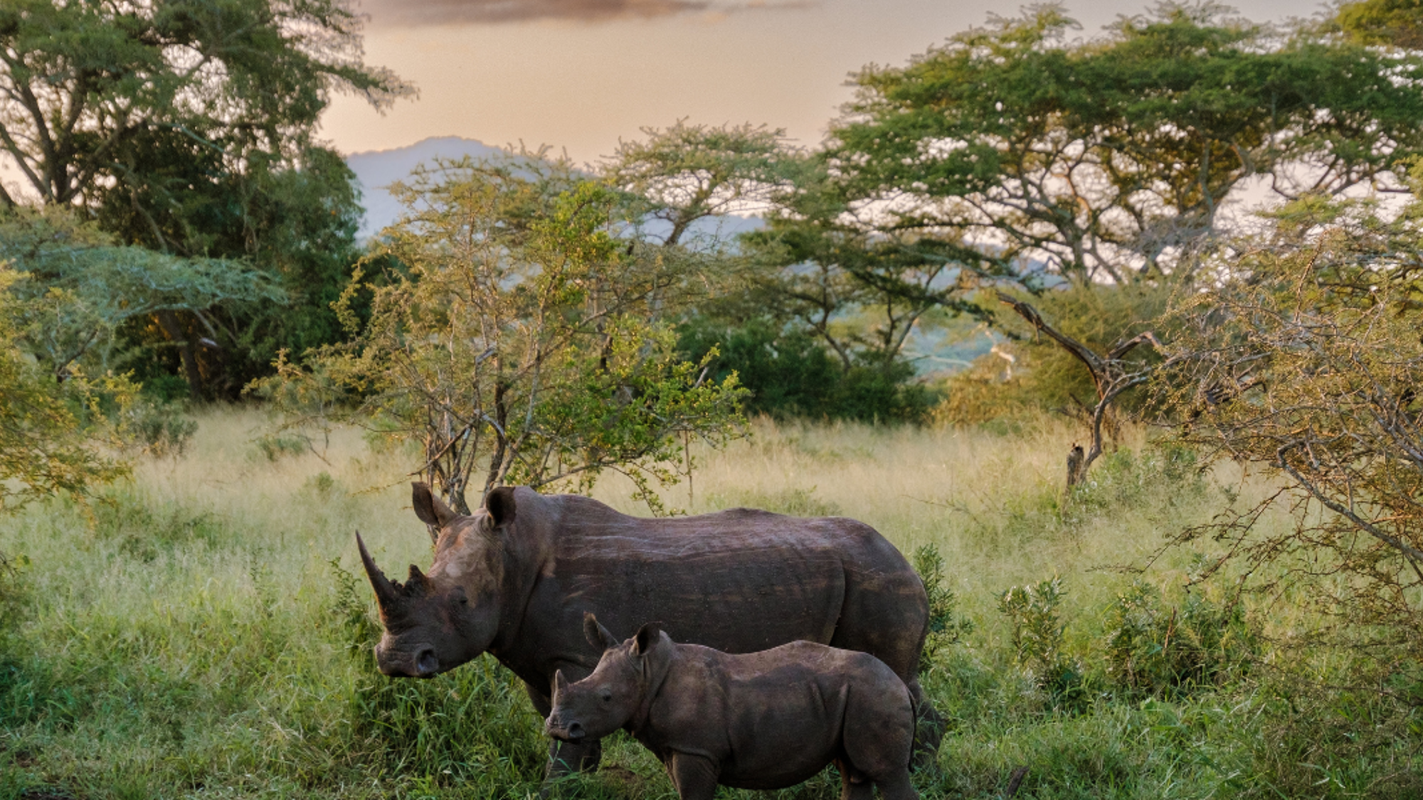 Parc National Kruger, en safari