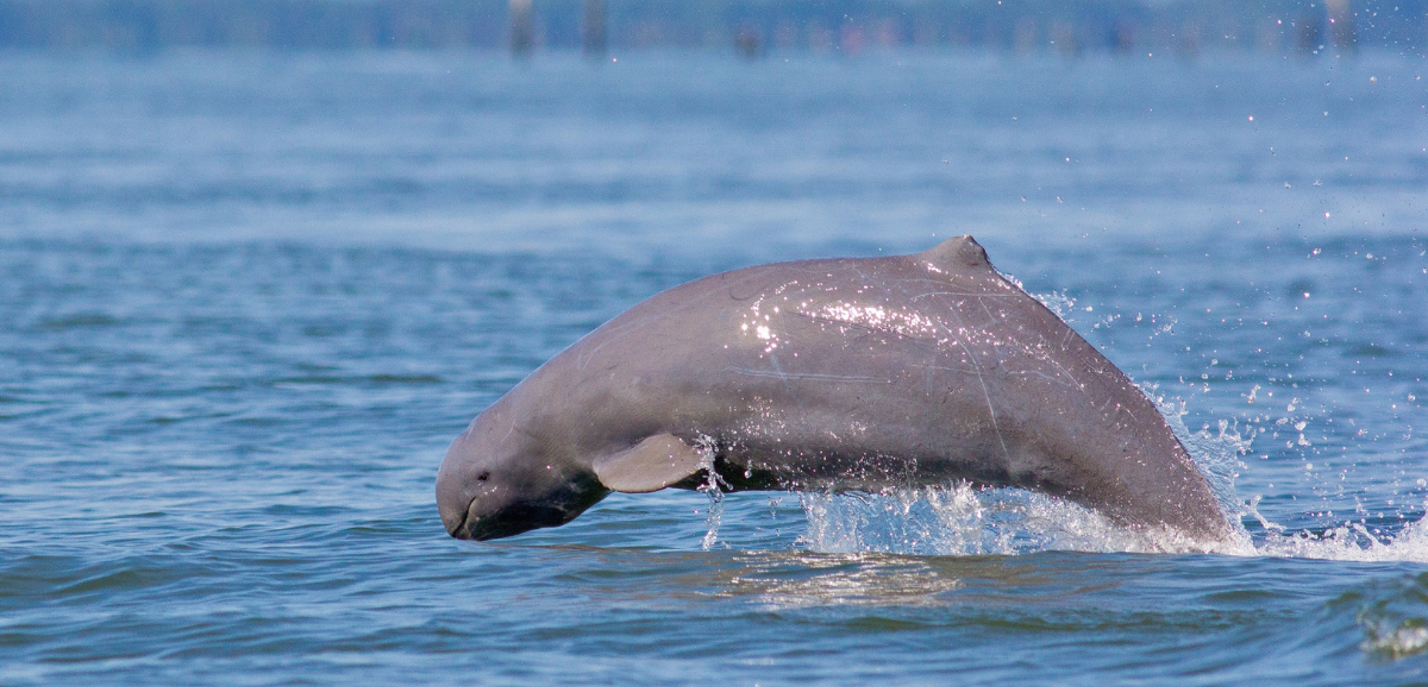 Observez les dauphins de l’Irrawaddy, célèbre animal du Mékong, sacré au Cambodge !