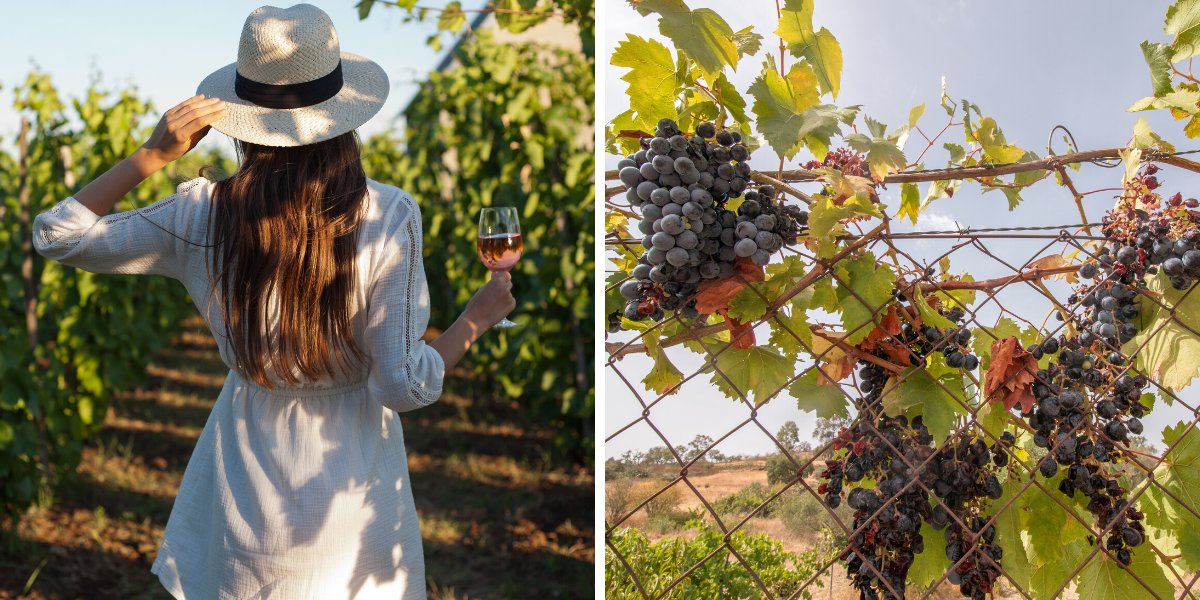 Et terminez votre séjour par une dégustation de vin ! 