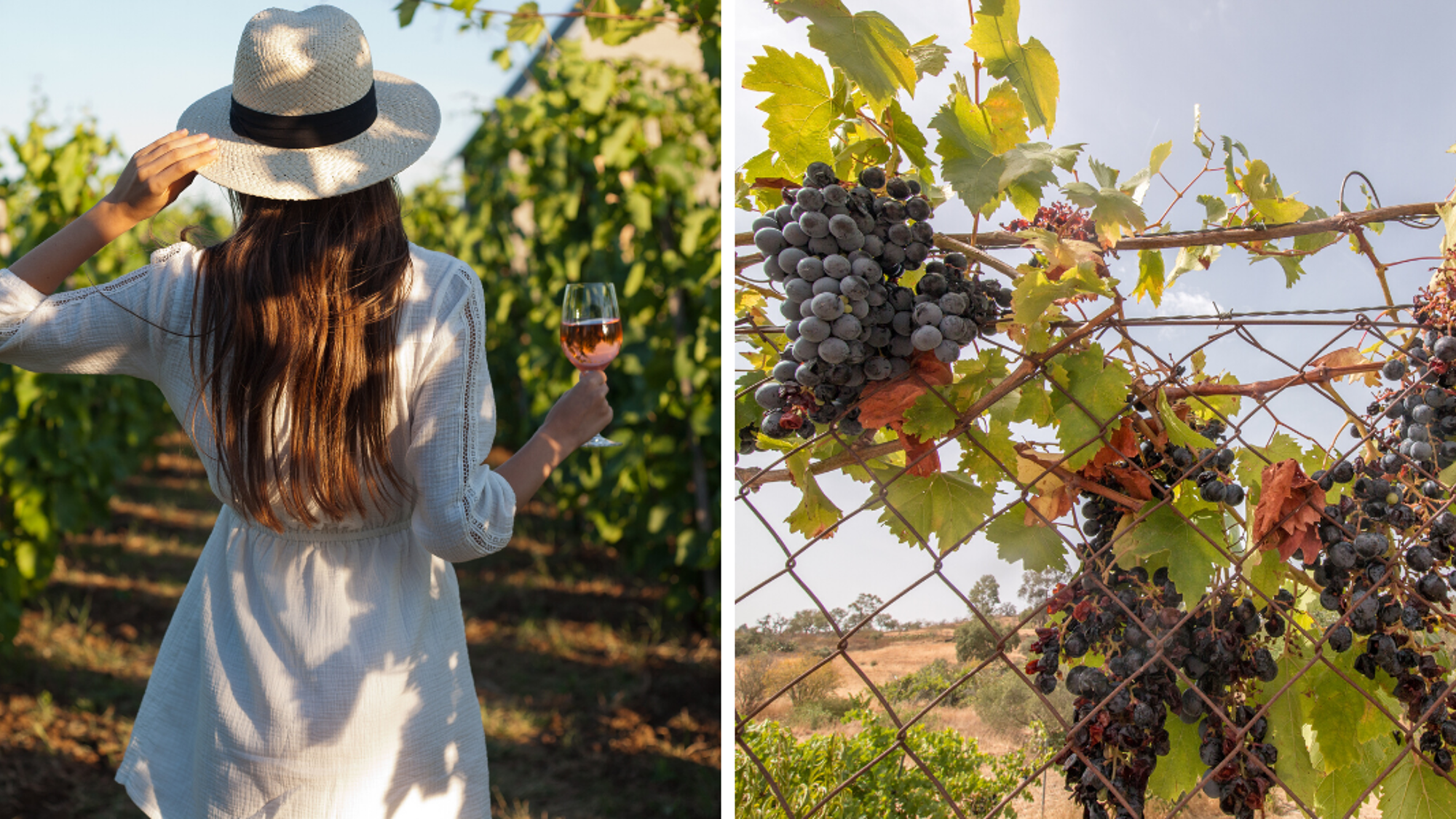 Et terminez votre séjour par une dégustation de vin !