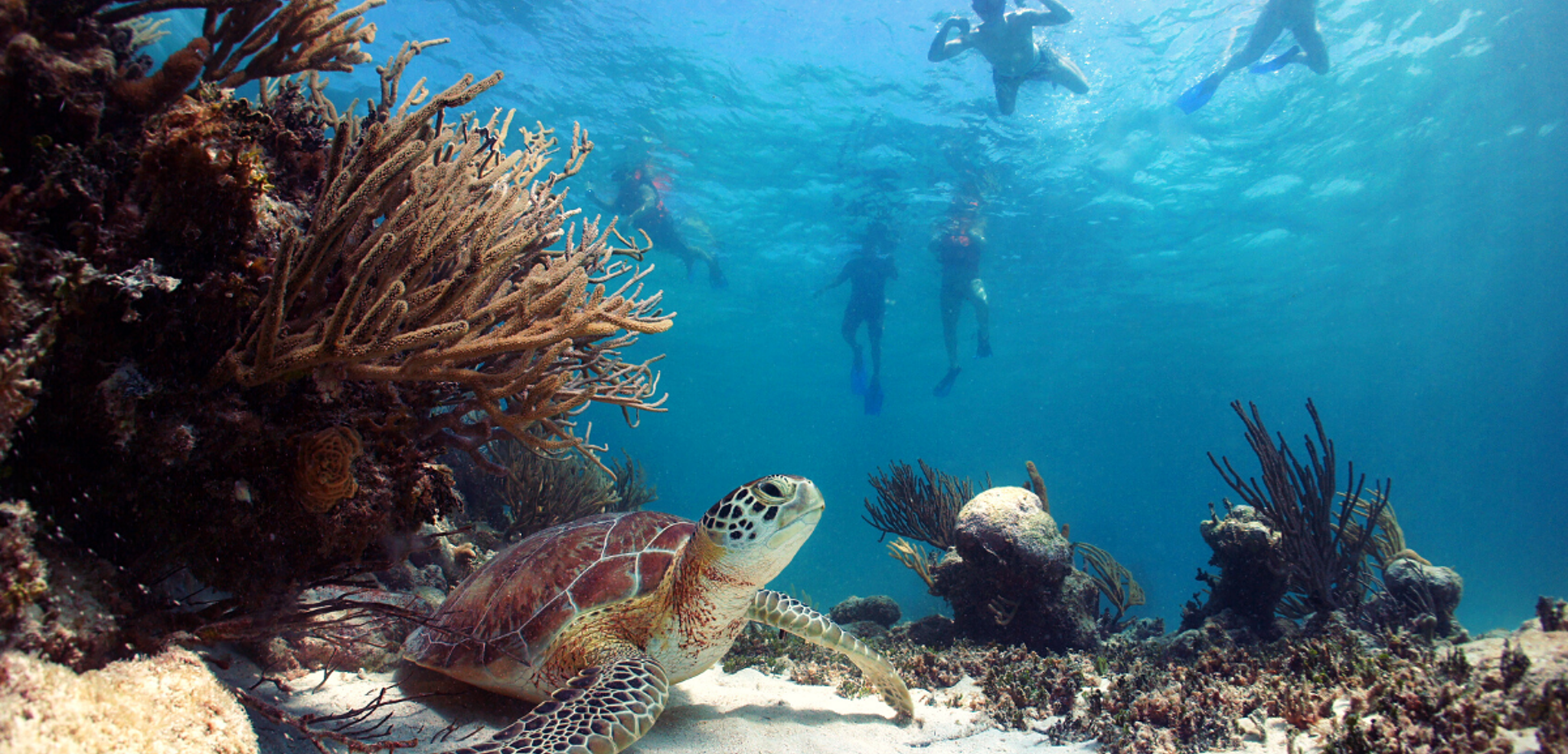 Snorkeling avec les tortues d'Akumal