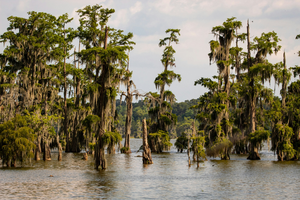 Swamp tour, Louisiane, États-Unis ©Joshua J Cotten / Unsplash 
