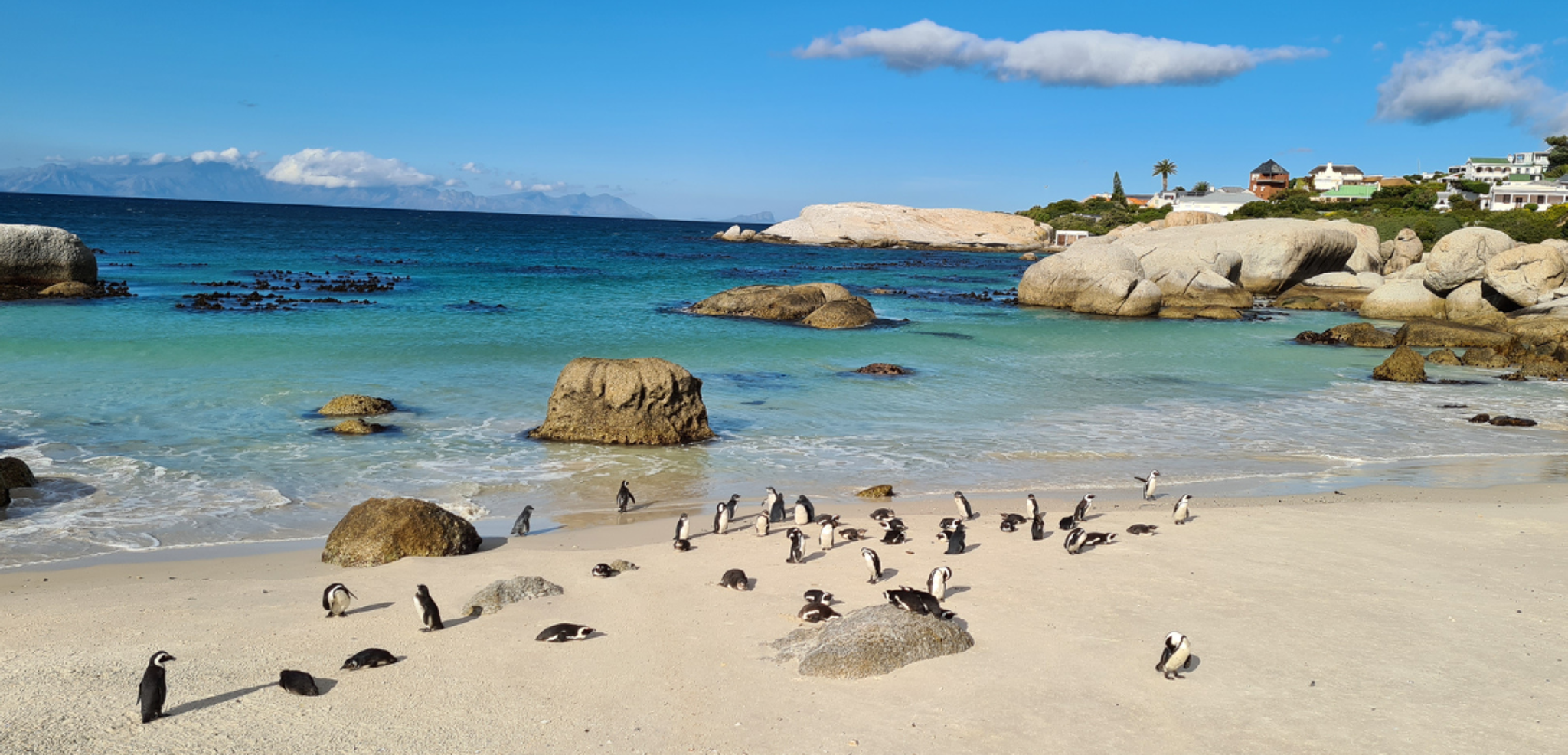 Ses charmants petits habitants