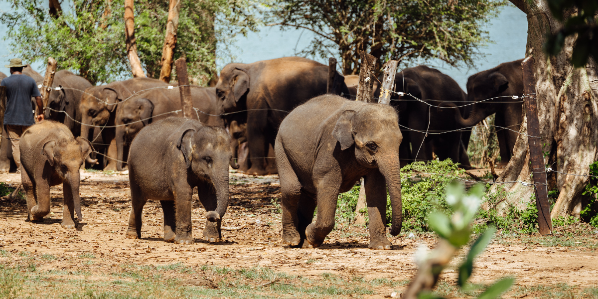 La visite du refuge pour éléphanteaux, jour 7