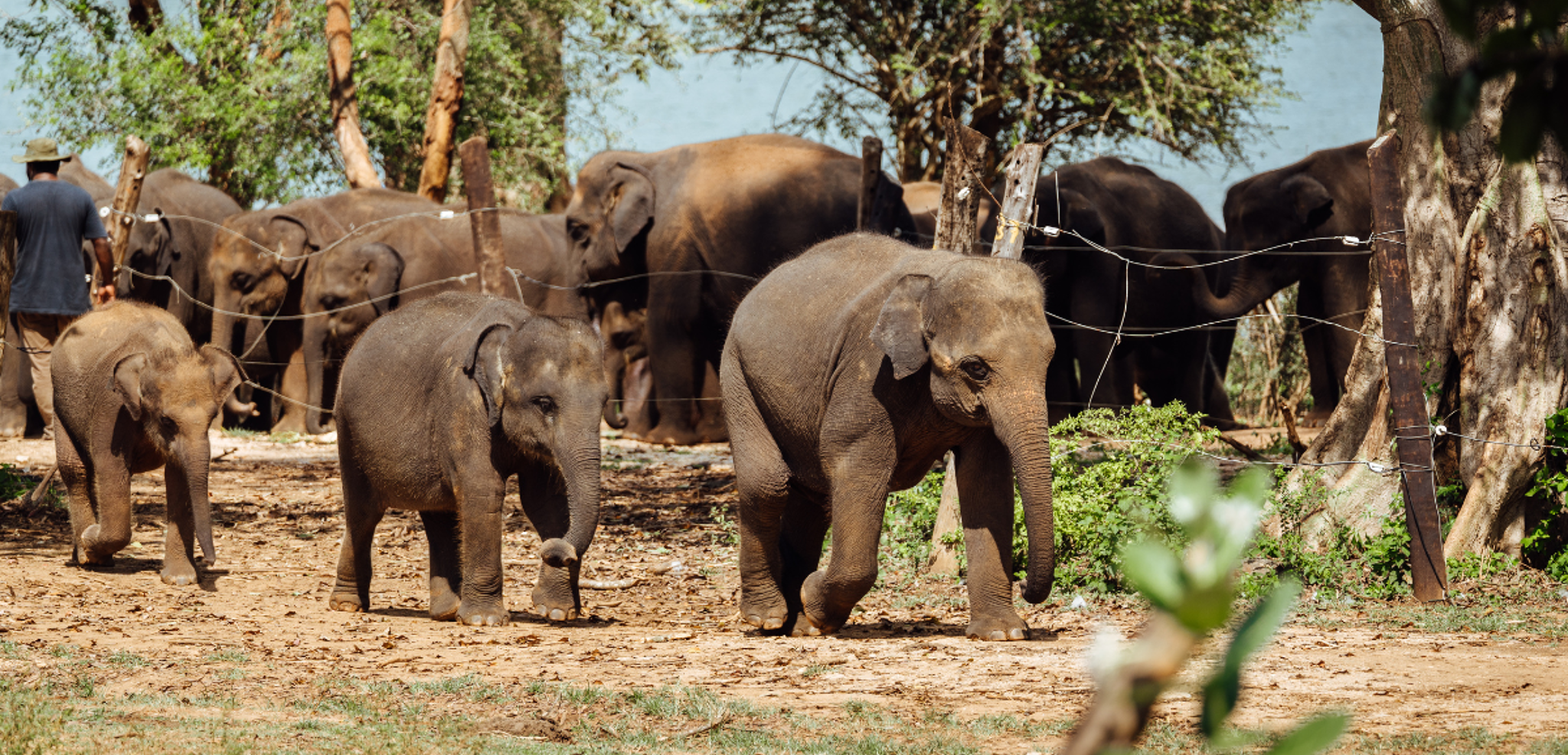 La visite du refuge pour éléphanteaux, jour 7