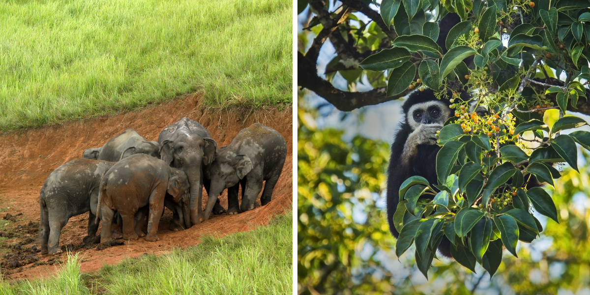 Direction le sanctuaire des éléphants