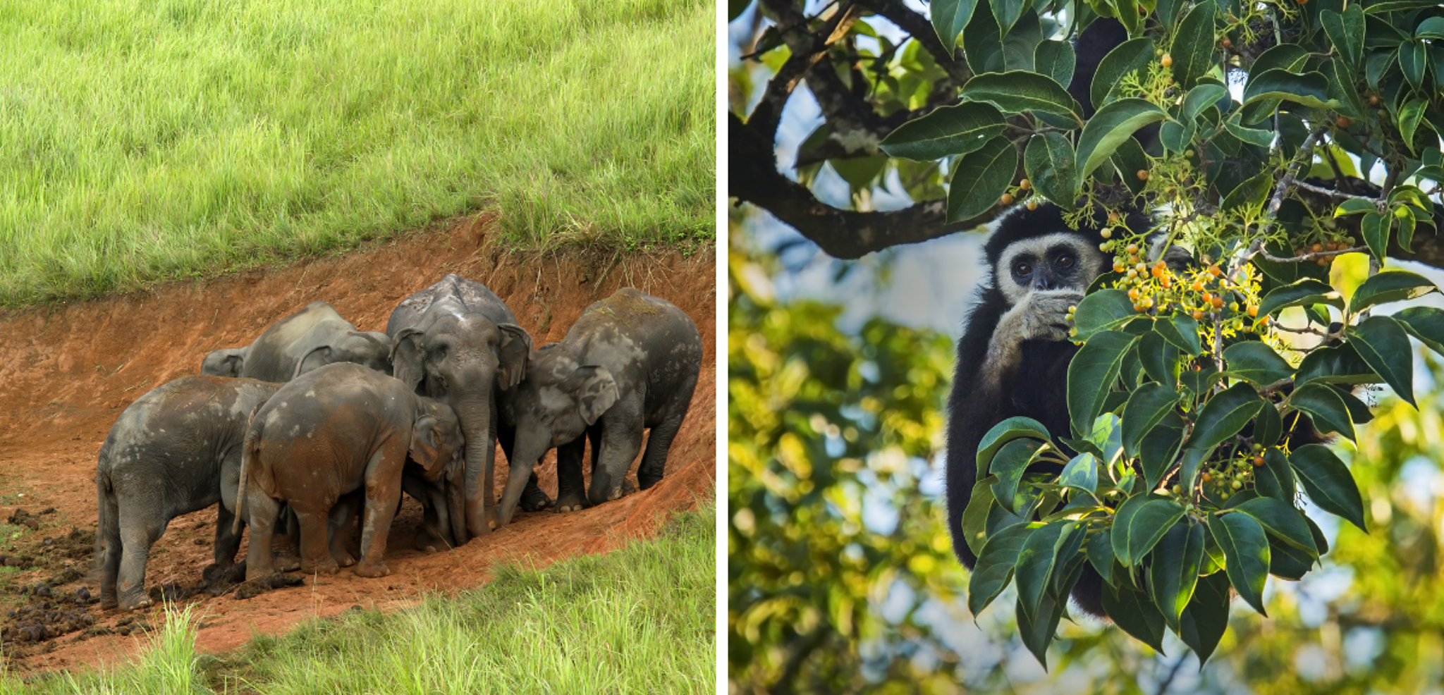 Direction le sanctuaire des éléphants