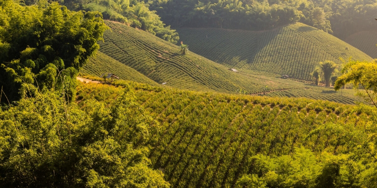 Plantations d'ananas, Région de Chiang Rai, Thaïlande