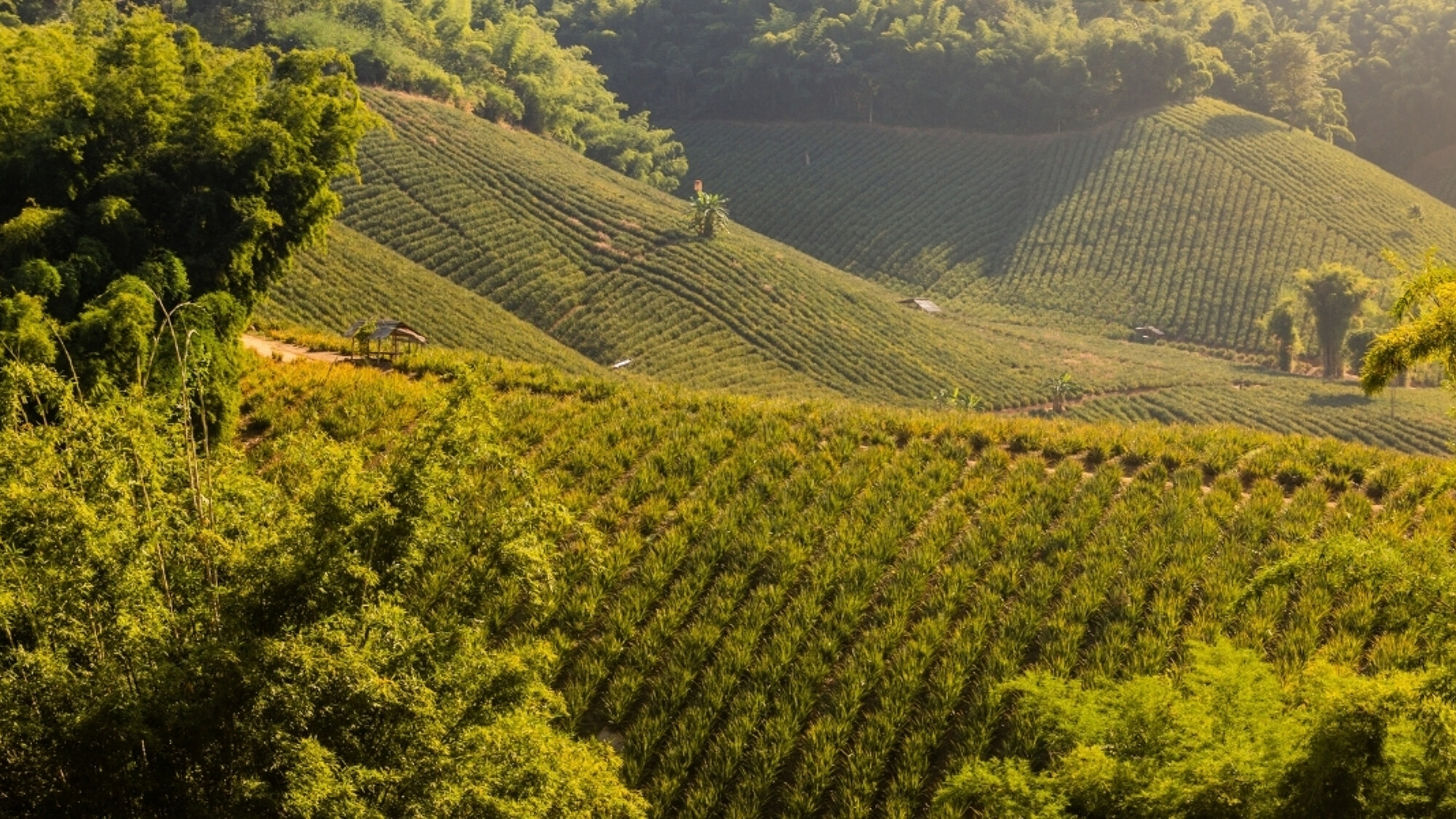 Plantations d'ananas, Région de Chiang Rai, Thaïlande