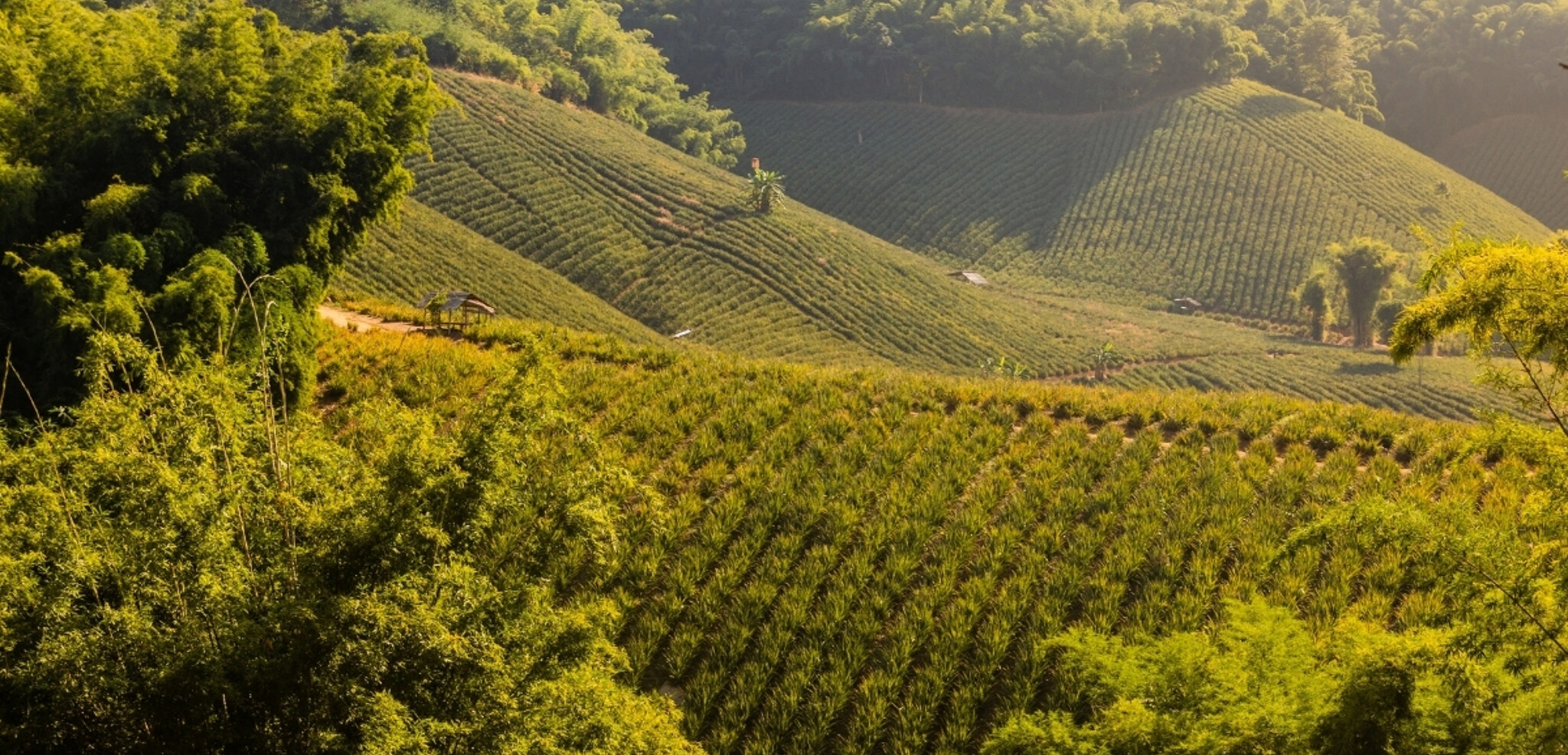 Plantations d'ananas, Région de Chiang Rai, Thaïlande