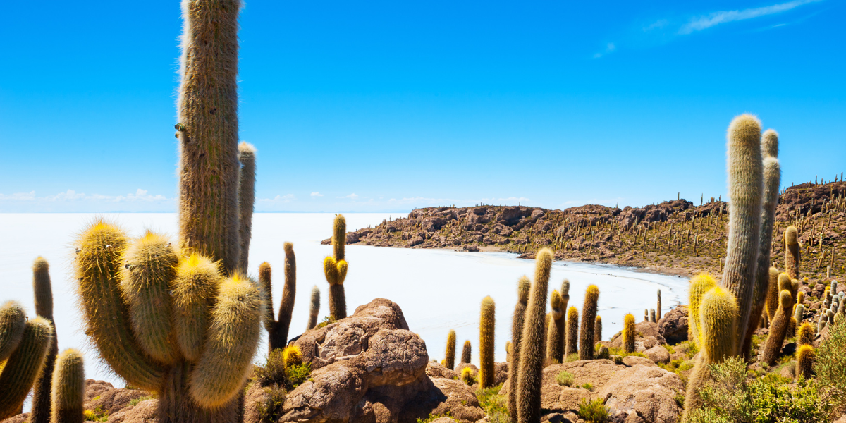 L'île Inca Huasy, recouverte de cactus 