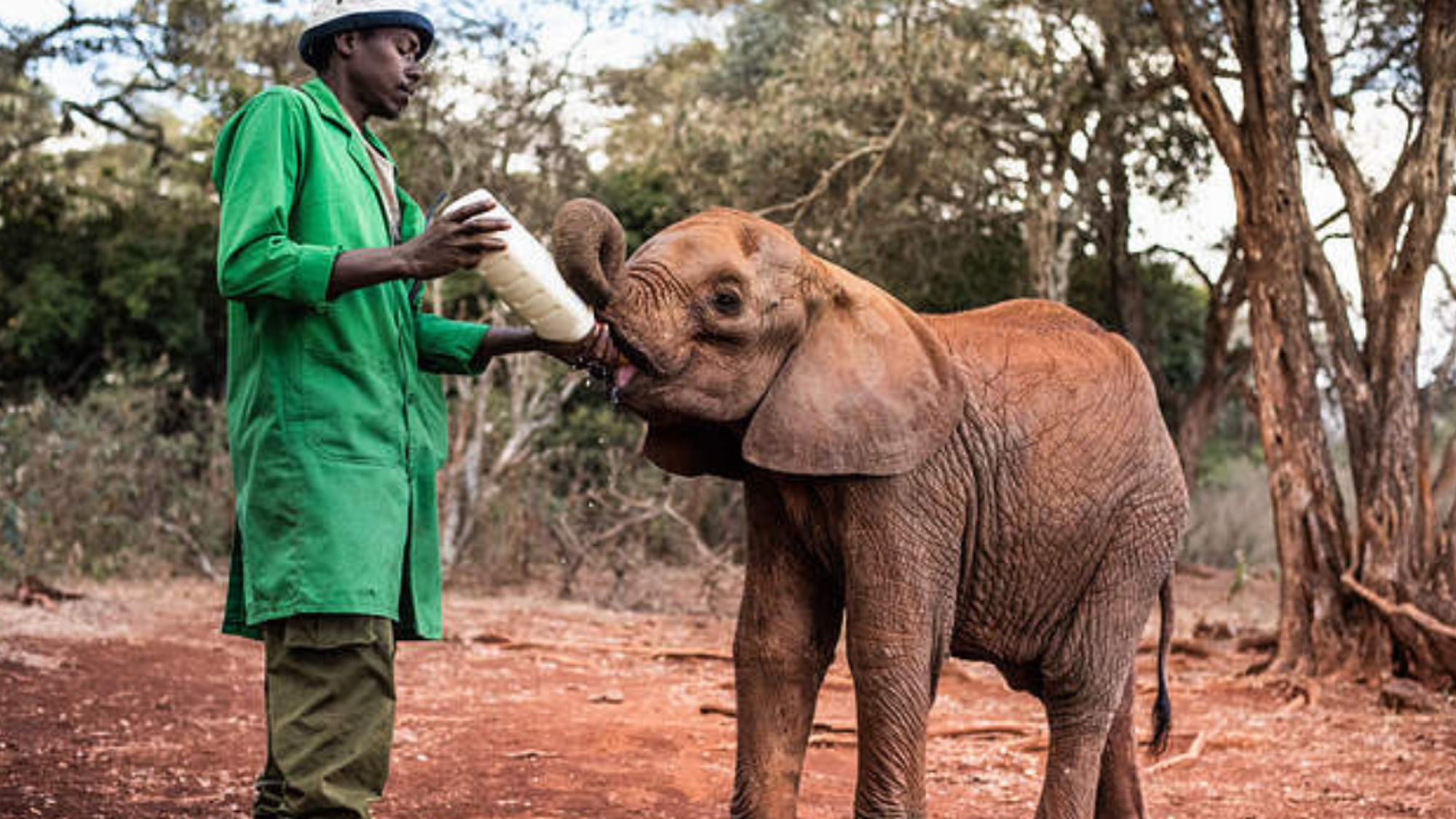 L'orphelinat des éléphants (selon date de départ)
