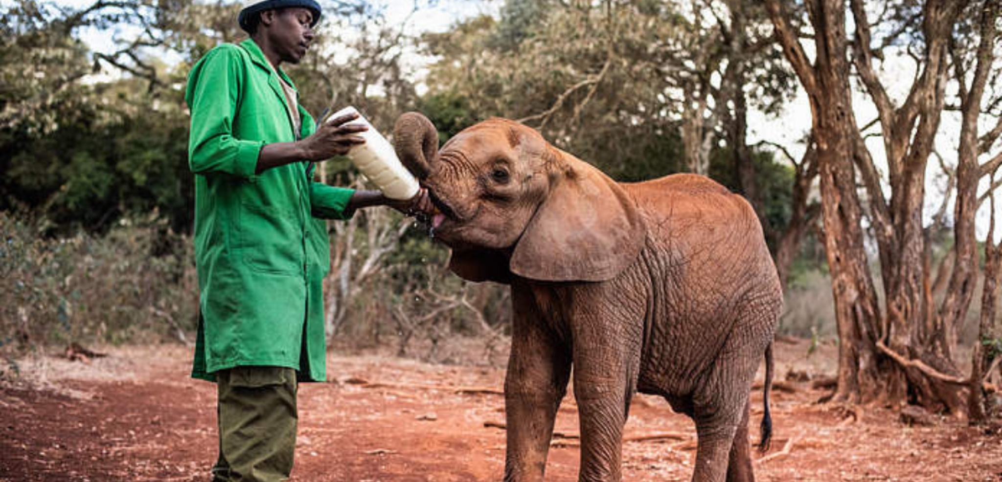 L'orphelinat des éléphants (selon date de départ)