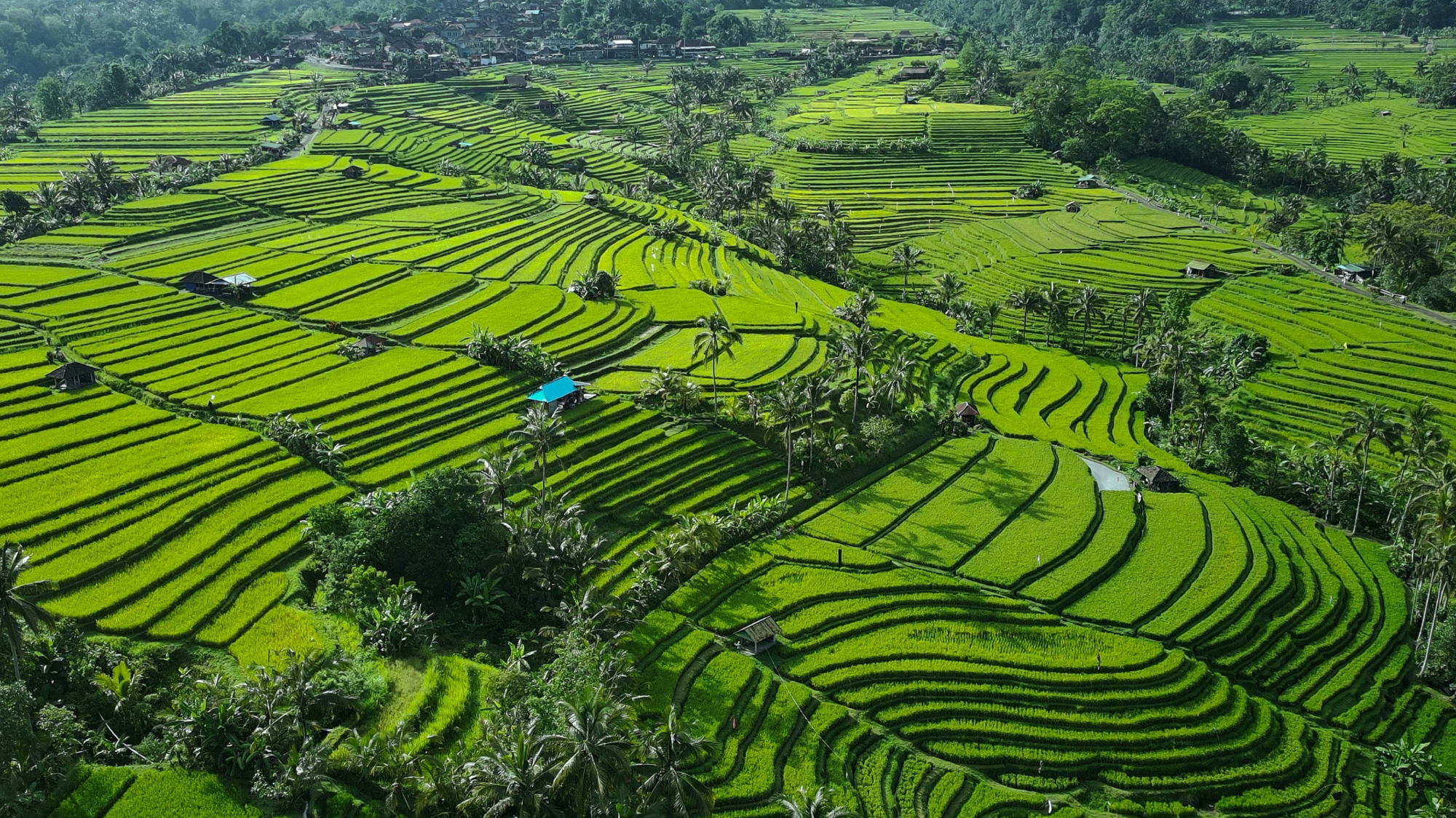 Rizières de Jatiluwih, Bali ©Eyestetix studio