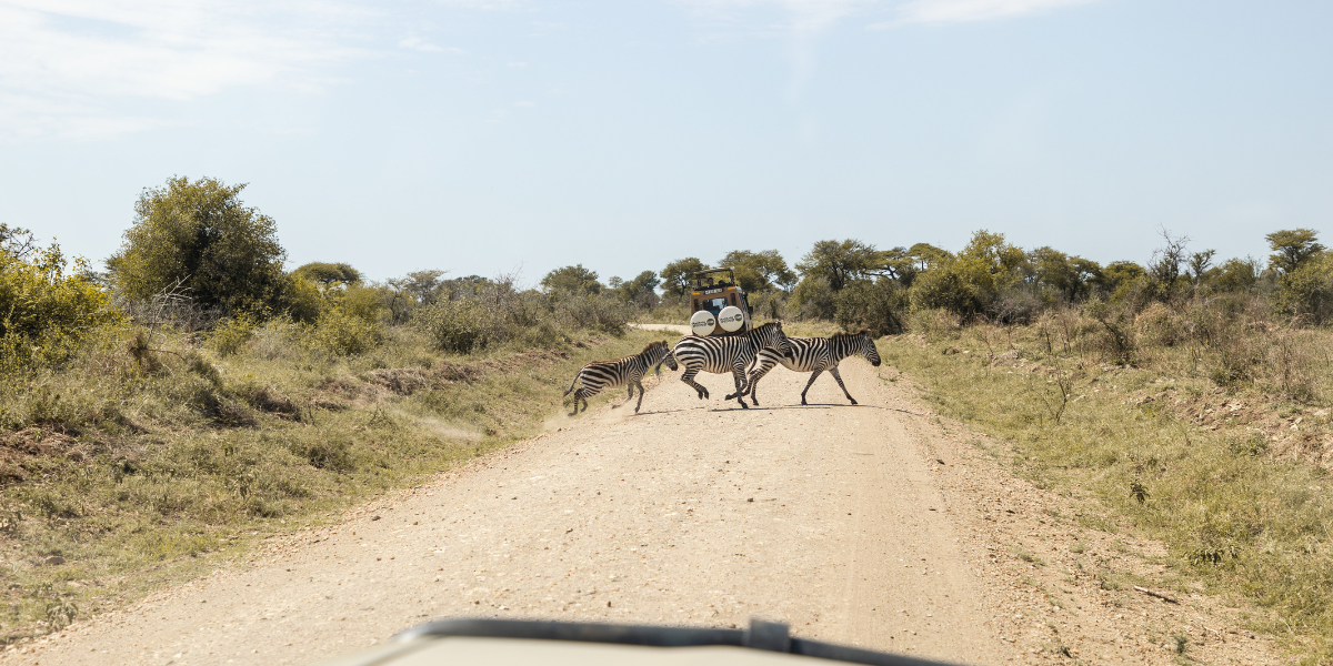 La priorité aux zèbres qui traversent la piste - jours 2 à 6 