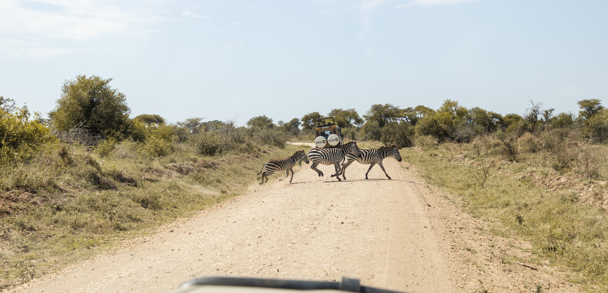 La priorité aux zèbres qui traversent la piste - jours 2 à 6