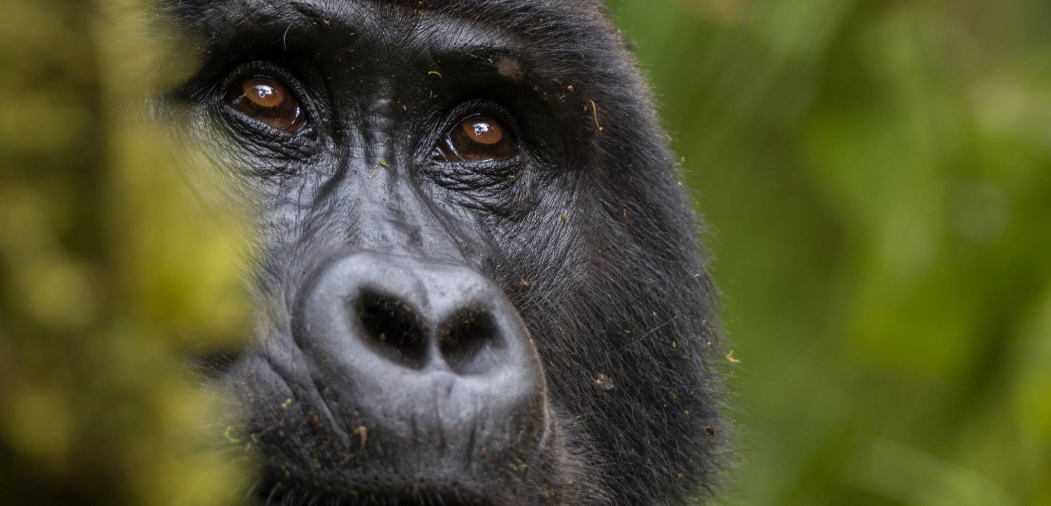 Forêt impénétrable de Bwindi, Ouganda