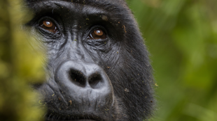 Forêt impénétrable de Bwindi, Ouganda